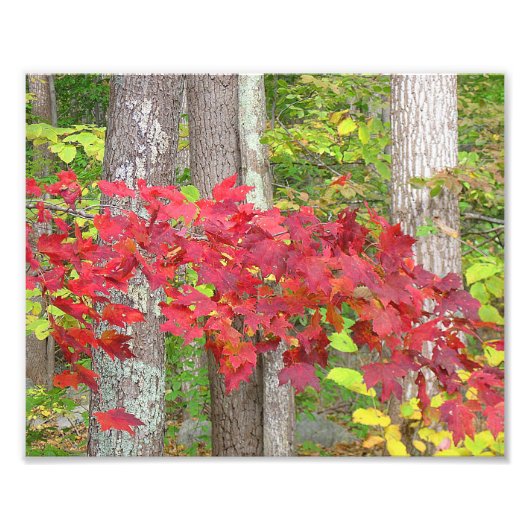 Feuilles D'Érable En Automne Photo Imprimer (Devant)