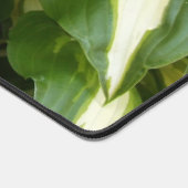 Feuilles d'hosta (Coin)