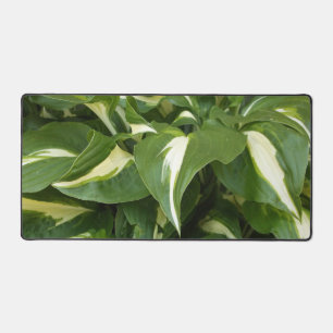 Feuilles d'hosta