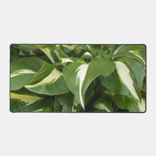 Feuilles d'hosta (Recto)