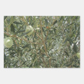 Feuilles d'oliviers (Devant 3)