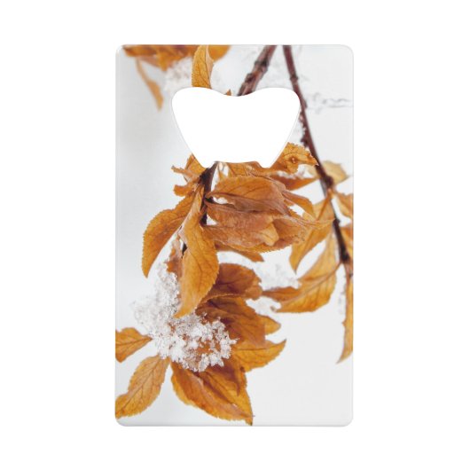 Feuilles d'orange en hiver (Devant)