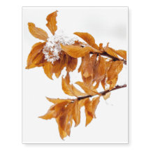 Feuilles d'orange en hiver