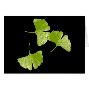 Feuilles Ginkgo