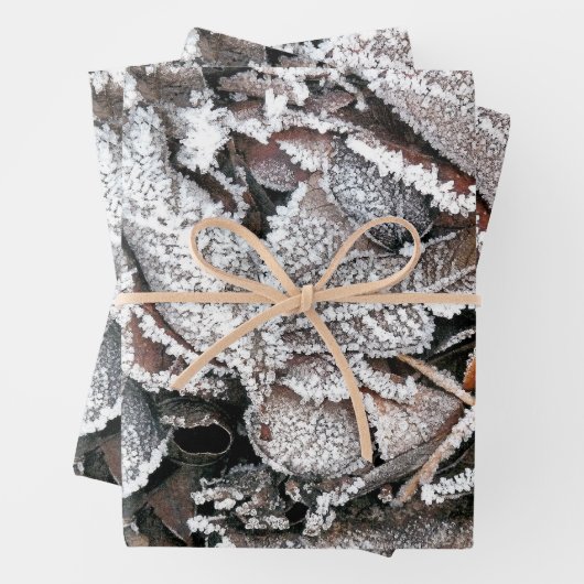 FEUILLES HIVER (En situation)