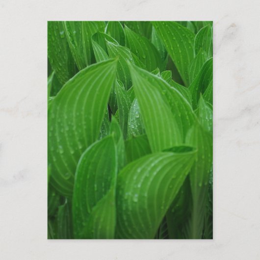 Feuilles Hosta avec carte postale Raindrops (Devant)