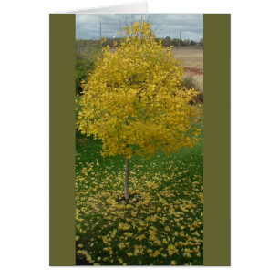 Feuilles jaunes automnes/arbre