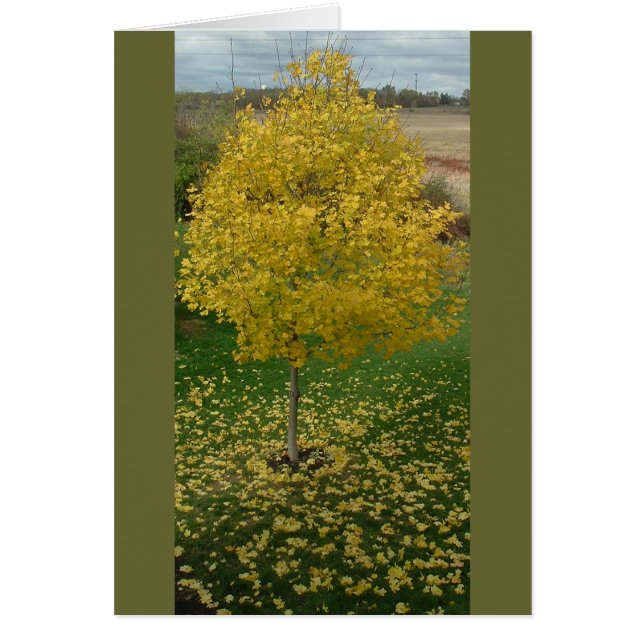 Feuilles jaunes automnes/arbre (Devant)