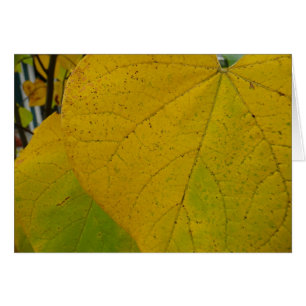 Feuilles Jaunes de Cercis Automne Photographie de