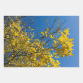 Feuilles jaunes sur les Ash Tree de l'automne Phot (Devant 2)