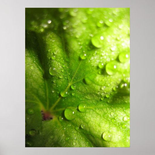 Feuilles mystiques (2) Poster (Devant)