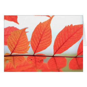 Feuilles oranges d'automne