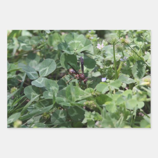 Feuilles papier d'enrobage de déchets (Devant)