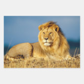 Feuilles papier d'enveloppement de Lion 2 en Afriq (Devant)