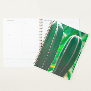 Feuilles plantes de cactus vert Juicy