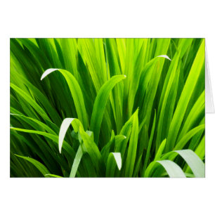 Feuilles rétroéclairés dans le jardin