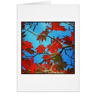 Feuilles rouges