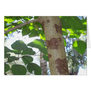 feuilles verts et tronc d'arbre avec écorce cool