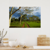 Fever Tree (Acacia Xanthophloea) By Dirt Track Poster (Keuken)