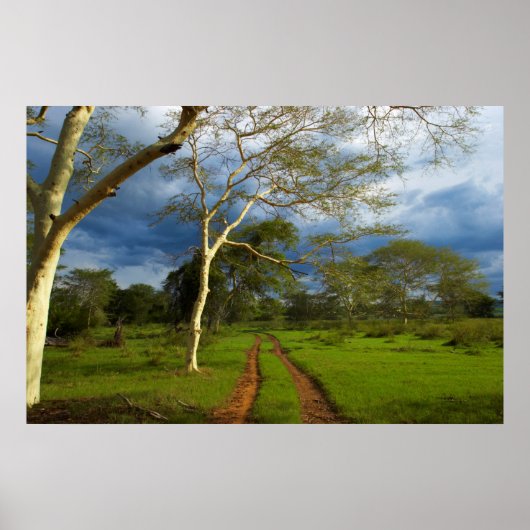 Fever Tree (Acacia Xanthophloea) By Dirt Track Poster (Voorkant)