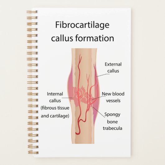 Fibrocartilage Formation de cales (Devant)