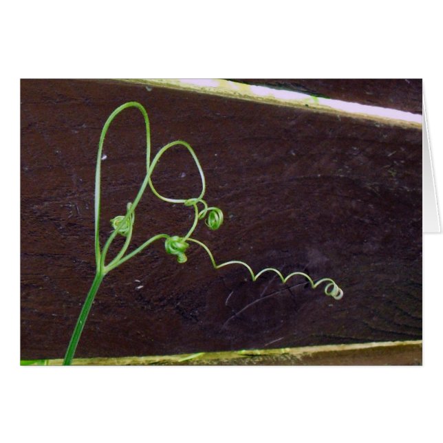 Ficelles du coeur de la nature (Devant Horizontal)