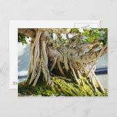 Ficus Banyan Bonsai Tree Roots Briefkaart (Voorkant / Achterkant)
