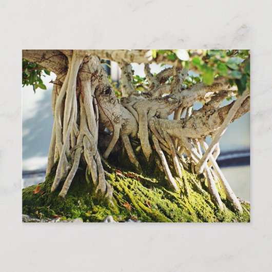 Ficus Banyan Bonsai Tree Roots Briefkaart (Voorkant)