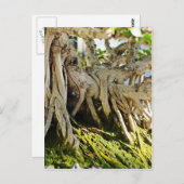Ficus Banyan Bonsai Tree Roots Briefkaart (Voorkant / Achterkant)