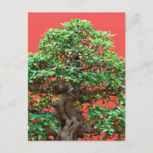 Ficus bonsai briefkaart
