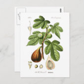 Ficus carica (Fig) Briefkaart (Voorkant / Achterkant)