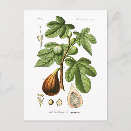 Ficus carica (Fig) Briefkaart (Voorkant)