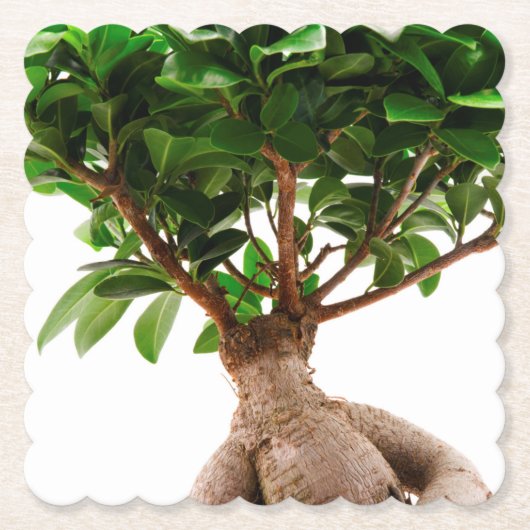 Ficus Ginseng Kartonnen Onderzetters (Voorkant)