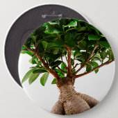 Ficus Ginseng Ronde Button 6,0 Cm (Voorkant /achterkant)