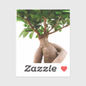 Ficus Ginseng Sticker (Vel)