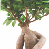 Ficus Ginseng Sticker (Voorkant)