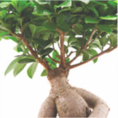 Ficus Ginseng Sticker (Voorkant)