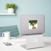 Ficus Ginseng Sticker (Laptop op bureau)