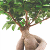 Ficus Ginseng Sticker (Voorkant)