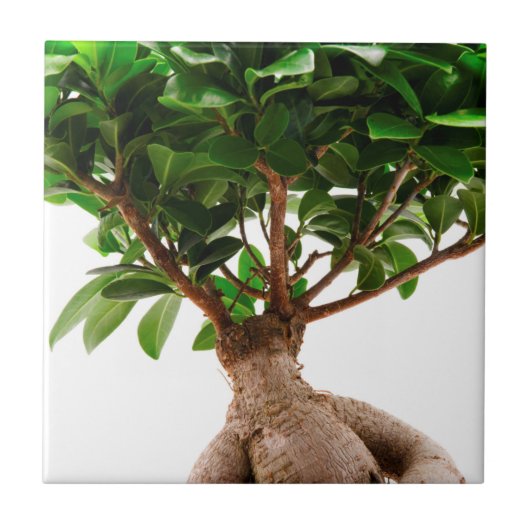 Ficus Ginseng Tegeltje (Voorkant)