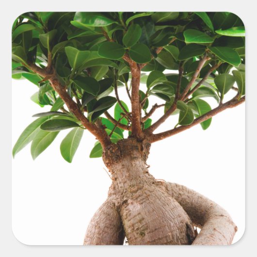 Ficus Ginseng Vierkante Sticker (Voorkant)