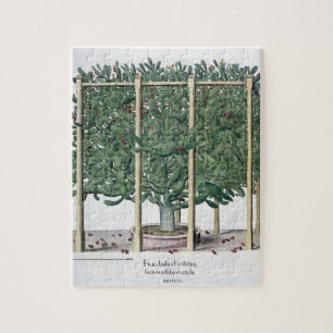 Ficus indica eystettensis uit de "Hortus Eystet" Legpuzzel