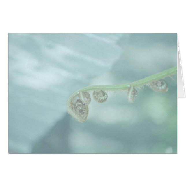 fiddle dee dee. (Voorkant Horizontaal)