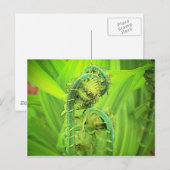 Fiddlehead Briefkaart (Voorkant / Achterkant)