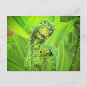 Fiddlehead Briefkaart