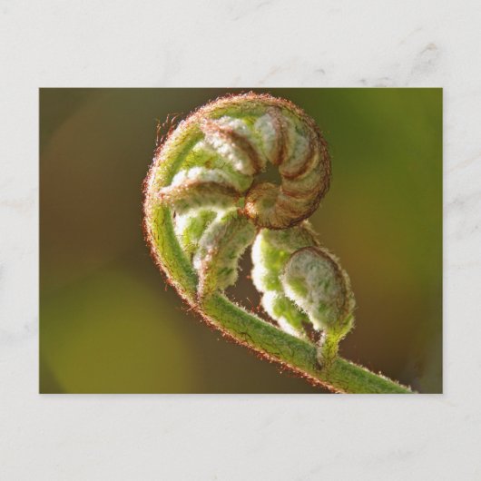Fiddlehead Fern Briefkaart (Voorkant)