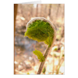 Fiddlehead Fern Card
