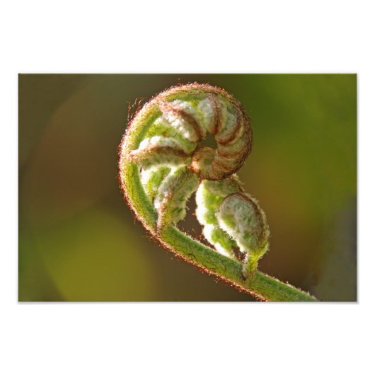 Fiddlehead Fern Foto Afdruk (Voorkant)