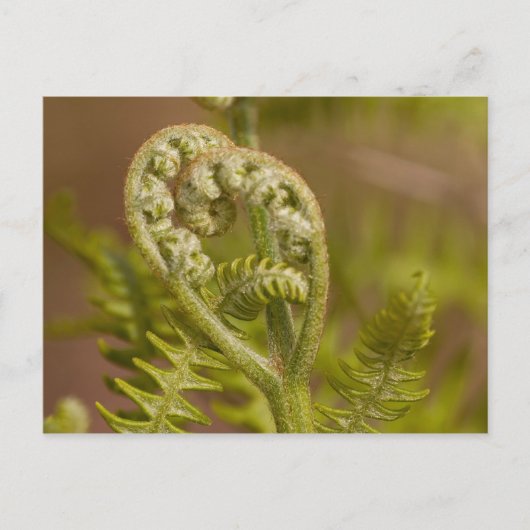 Fiddlehead Fern Heart Foto Briefkaart (Voorkant)