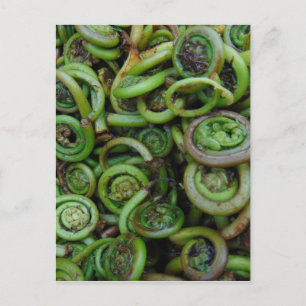 Fiddlehead Ferns Briefkaart